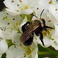 Abeille pollinisatrice
